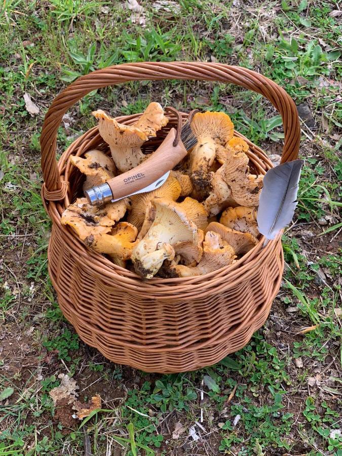 Willa Apimonte Casa Do Pascoal - Pn Montesinho Bragança Zewnętrze zdjęcie
